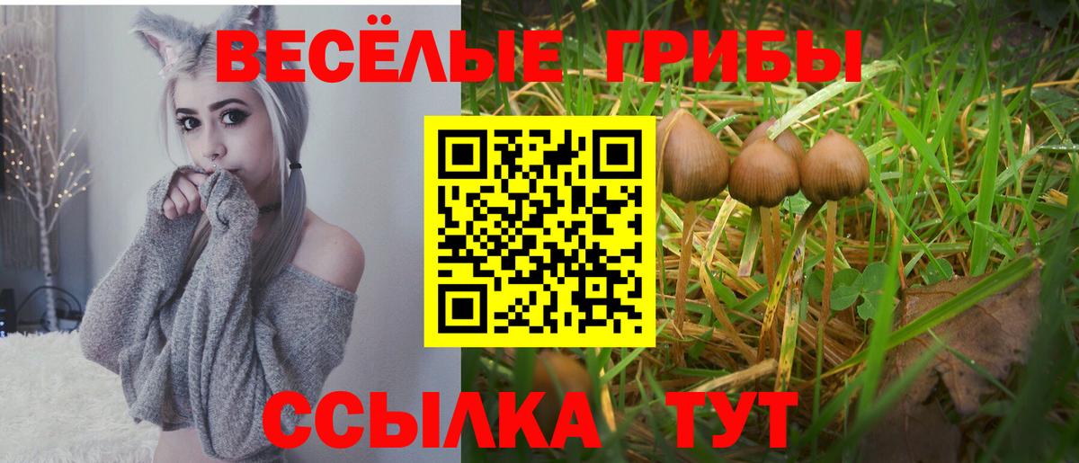 Галлюциногенные грибы Psilocybine cubensis Полевской